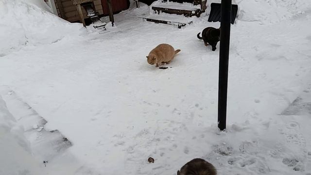 Мороз. Котейки не хотят выходят на улицу.