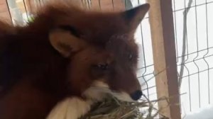 Лиса-Алиса. Лис Игнис. Пора просыпаться