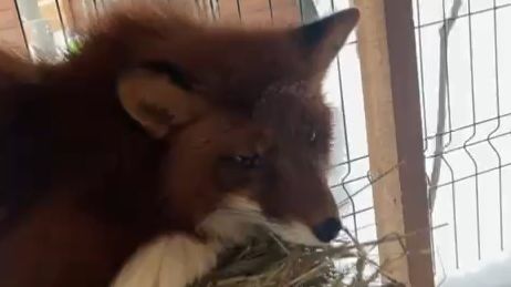 Лиса-Алиса. Лис Игнис. Пора просыпаться