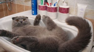 Смех до слёз: лучшие приколы №241