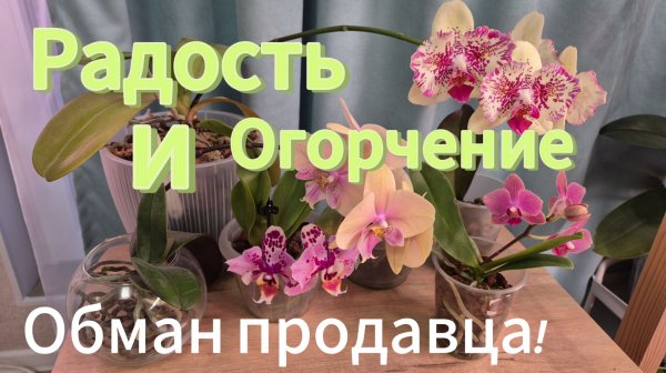 Есть огорчение и радость!Обман продавца!