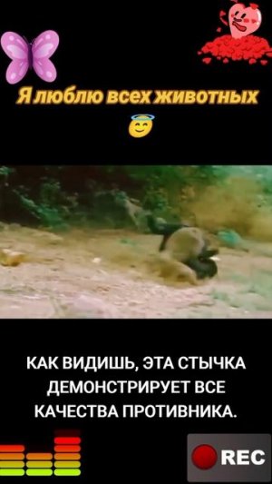 Животные приколы и не только😅