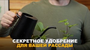 ЛУЧШЕЕ ПИТАНИЕ ДЛЯ РАССАДЫ. Как сделать пролонгированное удобрение для рассады в домашних условиях.