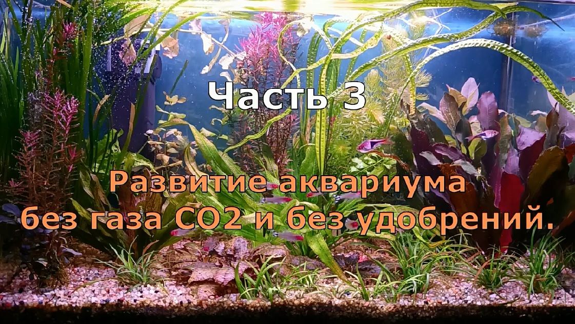 Часть 3. Развитие аквариума без СО2 и без удобрений.