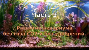 Часть 3. Развитие аквариума без СО2 и без удобрений.