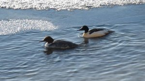 Утки большие крохали. Пара крохалей на зимовке в Питере