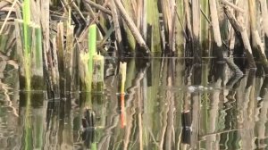 Рыбалка на поплавок - ЖОР крупного ЛИНЯ!!!! Лески рвутся, камыши трещат