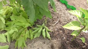 Томаты  помидоры + клён  ясенелистный (американский). Мульча за 20 минут для теплицы 6 метров!