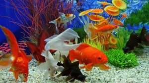 #Коран#АльБакъара#СамыеКрасивыеМеста#Relaxation##Islam#Quran#AlBaqarah'#Minshawiy #4кВидео#17часть#