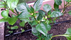 Лучшие ДНИ ПОСЕВА перца на рассаду в 2026 году. Рекомендации для всех регионов