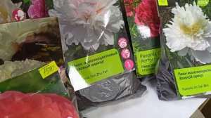 Самые красивые метельчатые гортензии и пионы.20.02.2026