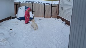 Жду молоковоз.Никогда такого не было