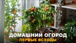 ШАГ ЗА ШАГОМ К УРОЖАЮ НА ПОДОКОННИКЕ. Первые всходы зимнего огорода.