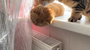 кружевница