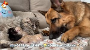 Котята и щенята 🐈🐶 Кошки и собаки 🤗 Милое видео про животных (99)