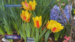 В Аптекарском огороде "репетируют весну" тысячи цветов