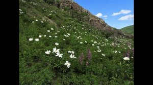 Всего два дня (желание)