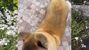 Вкусные косточки. Вкусняшка для Тэдди. Американская Акита.