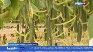 Смоленское предприятие может войти в число ведущих производителей тепличных овощей в стране