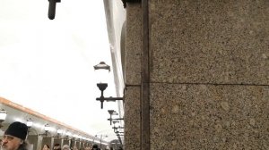 Все линии петербургского метро в одном видео!