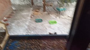 кормим питомцев