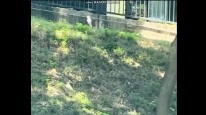 Феи реально попались на камеру якобы. Неизвестные насекомые или существа из сказок