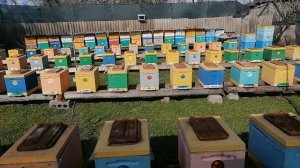 Пчёлы в начале развития.