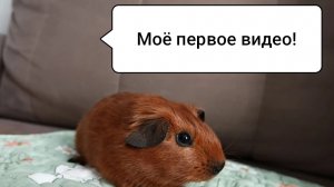 4 вещи, которые Вы должны знать о Морских свинках/ Морская Свинка Орешек