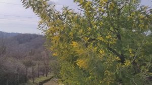 Сочи  Легенды и История Башни Ахун