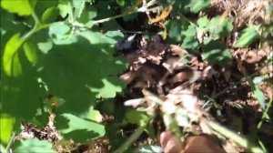 Бородавки,  папилломы и  грибок. Тройная сила состава  для их удаления (warts).