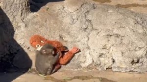 20260220  На маленького детёныша обезьяны напала взрослая агрессивная особь.