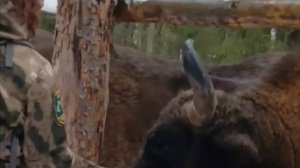 Зубры в деревне Якушиха Вязниковского района 3 камера