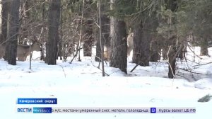 По свежим следам: в Кузбассе проводят «перепись» диких животных