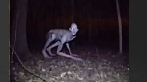 Активные поиски ЗАРАЖЕННОГО-0. «Записи об аномалиях от К.О.Н.Т.У.Р" ЗАПИСЬ 118.