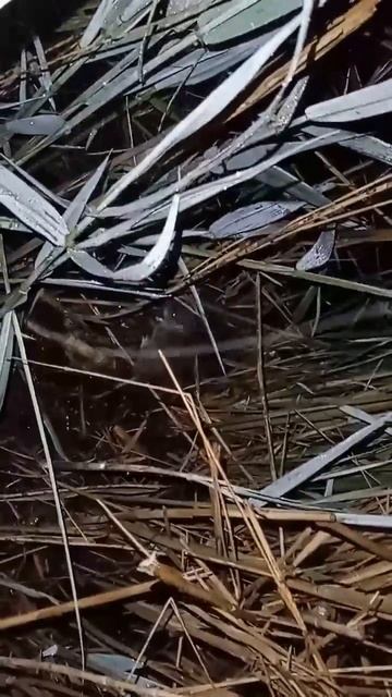 ночной гость смотреть онлайн