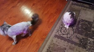 СНЕГ,ГОЛОЛЁД,ПИКИРУЮ РАСТИШКИ.