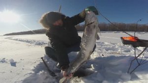 Рыбалка в Сибири. Часть 86. Налимий жор.