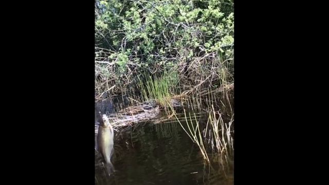 Рыбалка на Вуоксе. Перед островом у порогов у деревни Хвойное. Итог дня