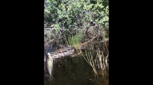 Рыбалка на Вуоксе. Перед островом у порогов у деревни Хвойное. Итог дня