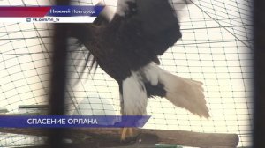 Белокрылый орлан проходит реабилитацию в нижегородском зоопарке «Лимпопо»