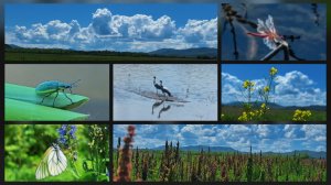 Журавли и цветущее дикое поле в яркий летний день [25л №6]