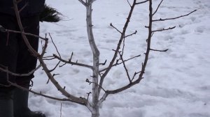 Обрезка груши в начале плодоношения