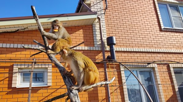 Обезьянки на прогулке во дворе