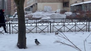Апарвеню 2602