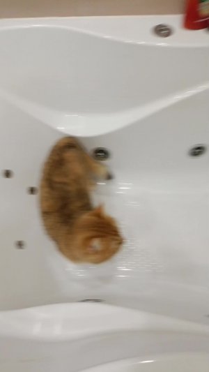 Делаем уютный домик в ванне