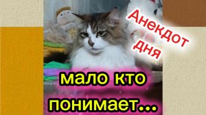 КОШКИ С ОЗВУЧКОЙ.