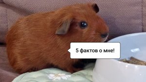 5 забавных фактов о морских свинках/Морская Свинка Орешек