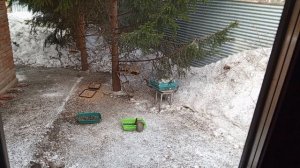 белки ссорятся вечером