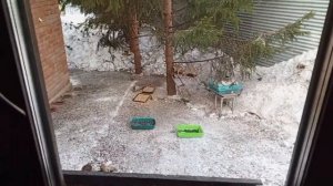 пятница пришла в вольный зоопарк