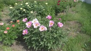 Пион   	Lavender